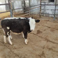 سه عدد گوساله ماده|حیوانات مزرعه|خنجین, |دیوار