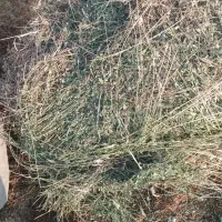 یونجه و گیاه دسته اول|خدمات باغبانی و درختکاری|شوط, |دیوار