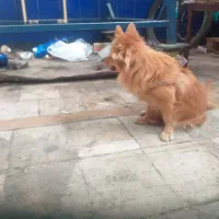 یک سگ روباهی نژاد دار خوشکل