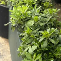 «خدمات تخصصی/تعویض‌گلدان/باغچه کاری/دیزاین با گیاه