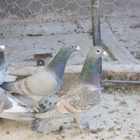 ۵ عدد طاوسیی نامبروان|پرنده|مشهد, شهرک بهارستان|دیوار