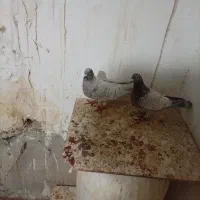 برک سینه سفید|پرنده|شیراز, جمال آباد|دیوار