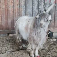 نر بز دوبور تکه شیرازی|حیوانات مزرعه|قم, قلعه صدری|دیوار