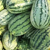 فروش هندوانه دراگون و سفید ب شرط چاقو