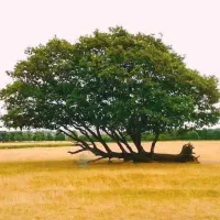 فروش-زمین-شهرک-فیروزه