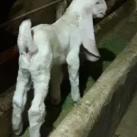 بز گلابی اصل با دوتا بزغاله نروماده و نر بز گلابی