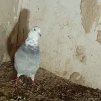 یه جفت کفتر پرشی|پرنده|قروه, |دیوار