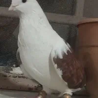 نر پشت دار