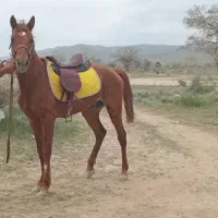 فروش اسب نریون دره شوری