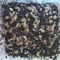 حلزون|خزنده|کاخک, |دیوار