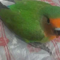 کوتوله نرم خور و البینو سرلاکی