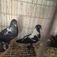 کبوتر