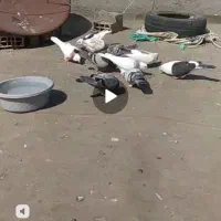 کبوتر