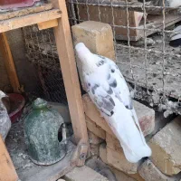 کفتر