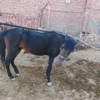 فروش مادیون پنج ساله سر حال