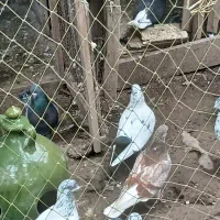 کبوتر|پرنده|کوچصفهان, |دیوار