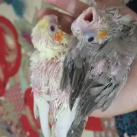 جوجه عروس هلندی سرلاکی