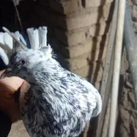 کفتر کله دمسبز|پرنده|گل تپه, |دیوار