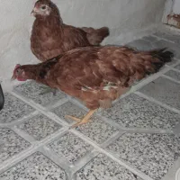مرغ وخروس رسمی