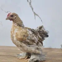 جوجه3ماهه کوشین
