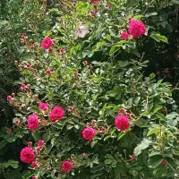 ب تعدادی نیروخانم وآقا جهت کاشت چغندرنیازمندیم