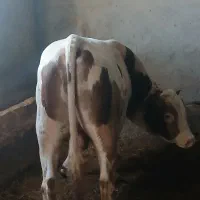 گوساله
