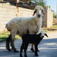 گوسفند بره دار هیکلی جوان