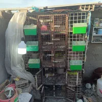 یک عدد قفس ده جفتی پنج طبقه