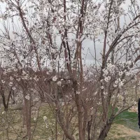 زمین باغی جهت معاوضه
