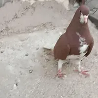 کفتر