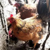 مرغ محلی|حیوانات مزرعه|رشت, بیجارپس|دیوار