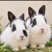 خرگوش های سیاه سفید شیطون