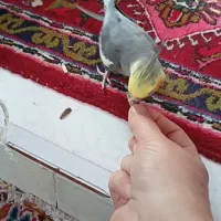 عروس هلندی گمشده