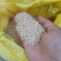 برنج عنبربو دانه بلند