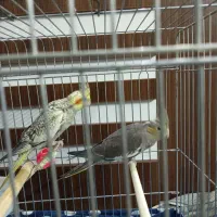 عروس هلندی|پرنده|تهران, اتابک|دیوار