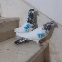 کبوتر جفت پرشی