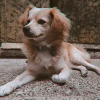 اشپیتز پامر