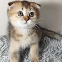 بچه گربه بریتیش اسکاتیش اصیل