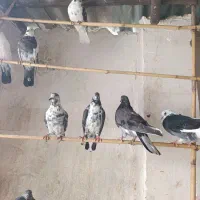 آسمان خراش|پرنده|مینودشت, |دیوار