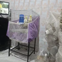 عروس هلندی
