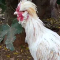 خروس ۴۰ تاج|حیوانات مزرعه|دهاقان, |دیوار