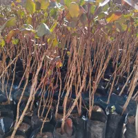 نهال پسته بذر بادامی زرندی