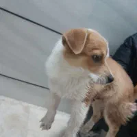 سگ پا کوتاه