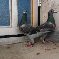 مسافتی،شهری،معاوضه با سگ