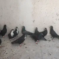کبوتر  وپرنده|پرنده|شیراز, شهدای شهرک سعدی|دیوار