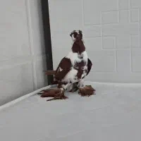 کبوتر ککیلی|پرنده|اردبیل, |دیوار