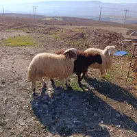 بره نر پروار