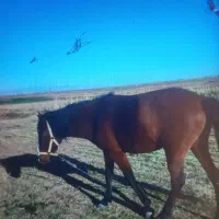 مادیون|اسب و تجهیزات اسب‌سواری|نیشابور, خیام|دیوار