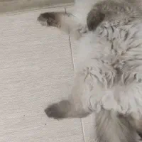 گربه|گربه|ساوه, |دیوار