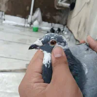 کبوتر|پرنده|مسجد سلیمان, |دیوار